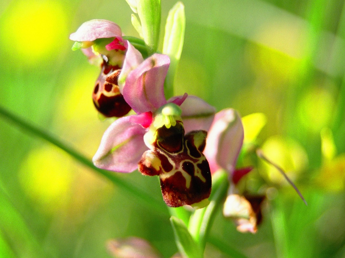 Ophrys scolopax subsp. scolopax (Orchidaceae)